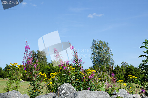 Image of Summer flowers