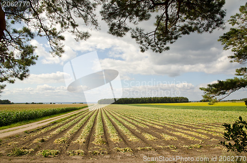 Image of Harvested onions