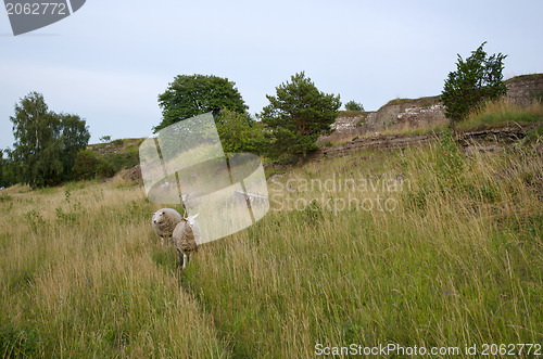 Image of Sheeps