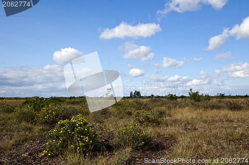 Image of Yellow bushes