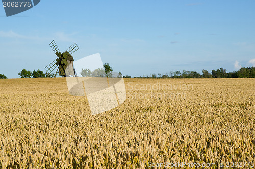 Image of Wheat field