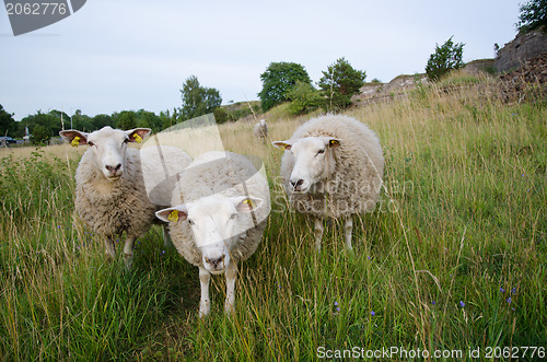 Image of Sheeps