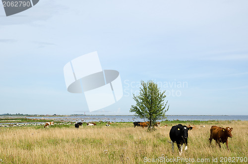 Image of Cattle