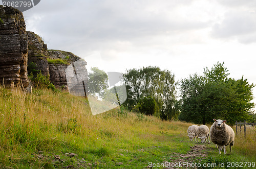 Image of Grazing sheep