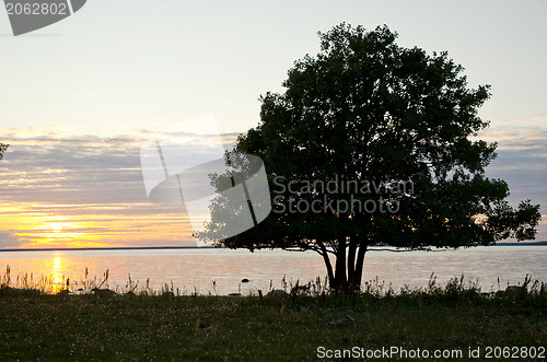 Image of Tree in sunset