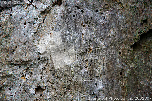 Image of Old tree background