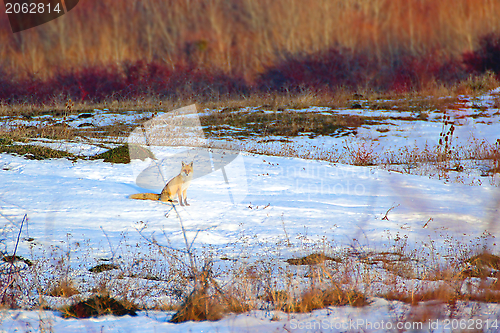 Image of curious fox