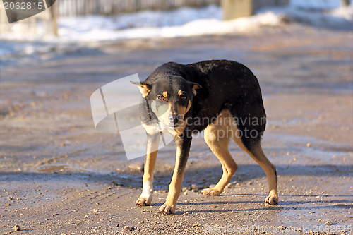 Image of dog on a rural road