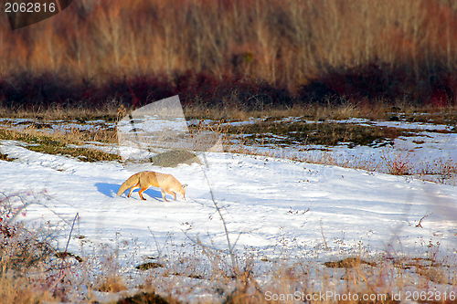 Image of fox following a rabbit track