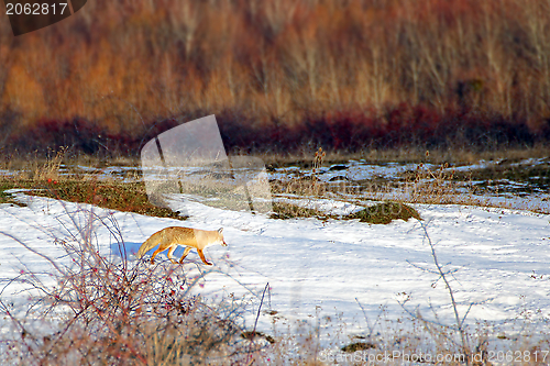 Image of fox searching for food