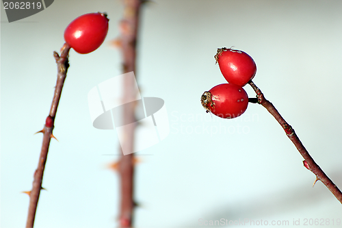 Image of rose hips detail