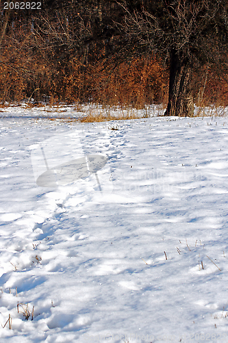 Image of wild boar tracks