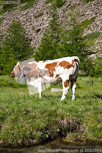 Image of Cows and Italian Alps