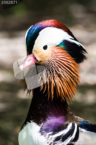 Image of Mandarin Duck