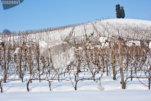 Image of Tuscany: wineyard in winter