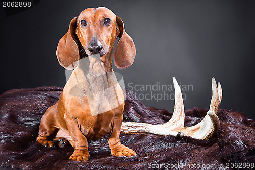 Image of red dachshund with hunting trophy