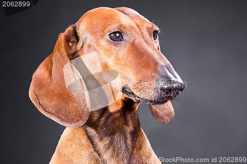 Image of portrait of red dachshund