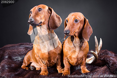 Image of two red dachshund dogs with hunting trophy
