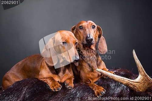 Image of two red dachshund dogs with hunting trophy