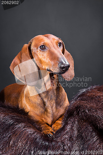 Image of red dachshund with hunting trophy