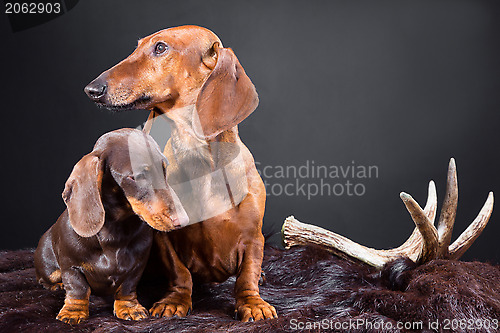 Image of red and chocolate dachshund dogs with hunting trophy