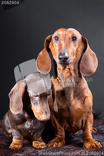 Image of red and chocolate dachshund dogs with hunting trophy