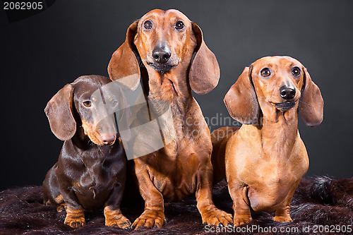 Image of three red and chocolate dachshund dogs