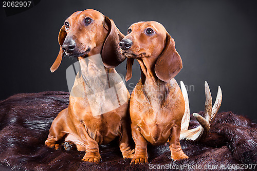 Image of two red dachshund dogs with hunting trophy