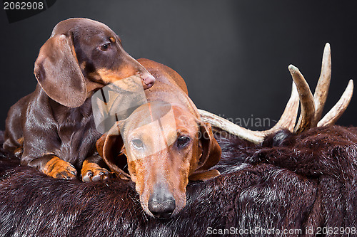 Image of rest of red and chocolate dachshund dogs after hunting 