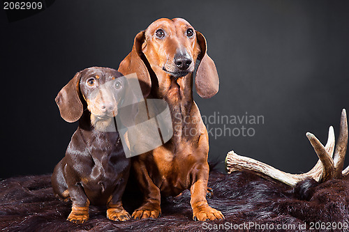 Image of red and chocolate dachshund dogs with hunting trophy