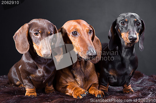 Image of three dachshund dogs