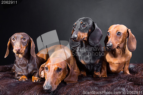 Image of four dachshund dogs