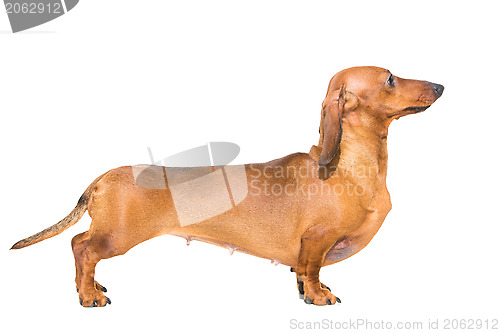 Image of red dachshund on isolated white