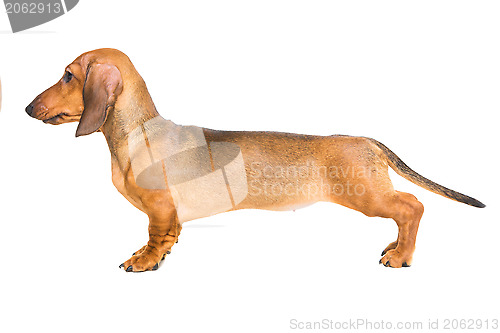 Image of red dachshund puppy on isolated white