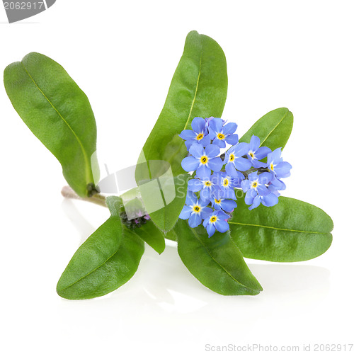 Image of Forget Me Not Flower