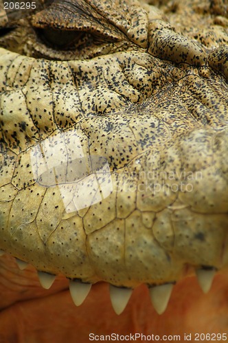 Image of crocodile detail