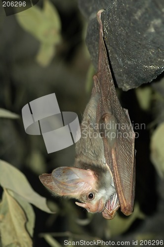 Image of hanging bat