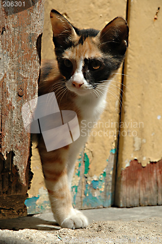 Image of Cat and wooden door