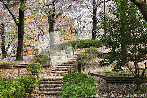 Image of Tokyo cherry blossom