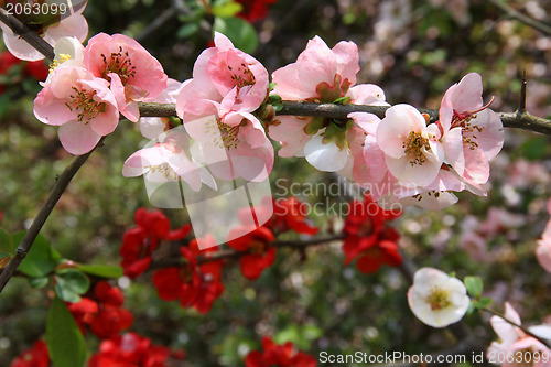 Image of Japanese Quince