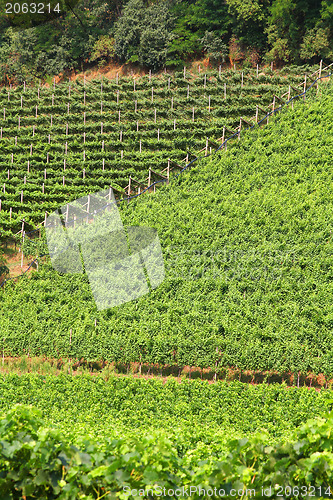 Image of Vineyard