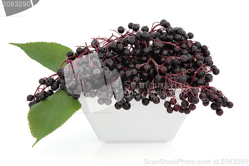 Image of Elderberry Fruit