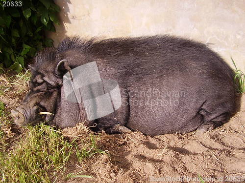 Image of Pig