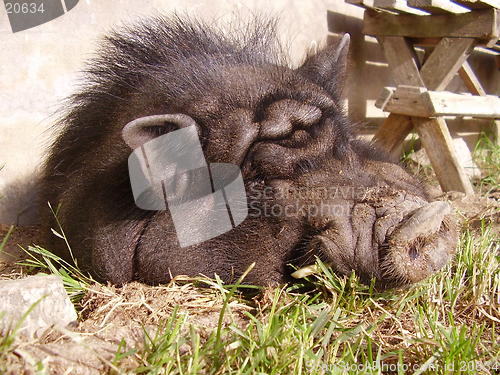 Image of Pig