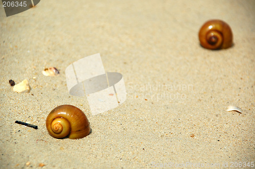 Image of Beach and snails