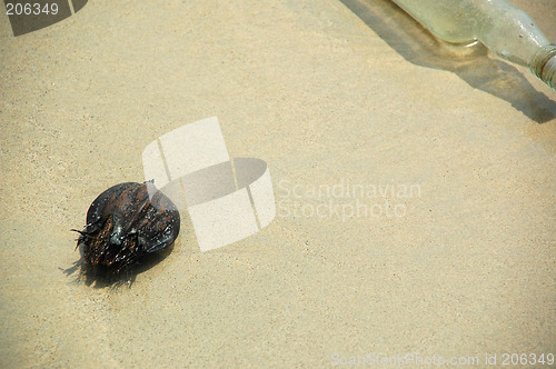 Image of Coconut and bottle