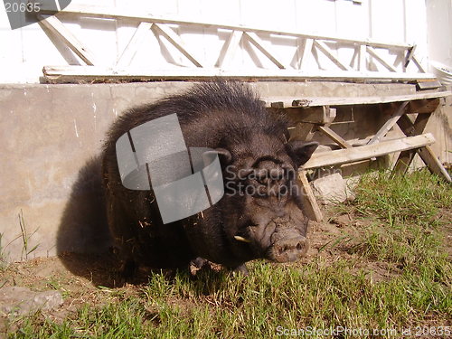 Image of Pig