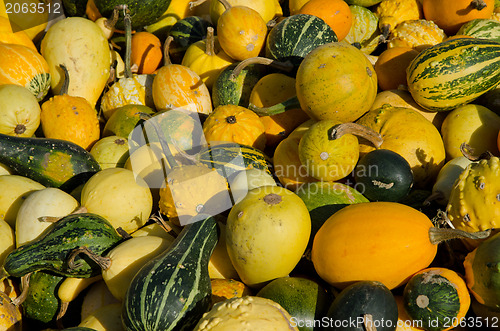 Image of Pumpkins