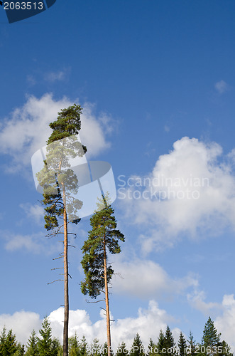 Image of Two pine trees