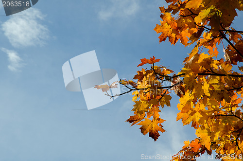 Image of Autumn leaves